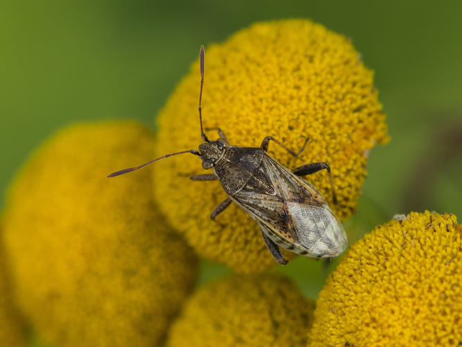 Stictopleurus punctatonervosus (Goeze, 1778) &copy; Wijnand van Buuren