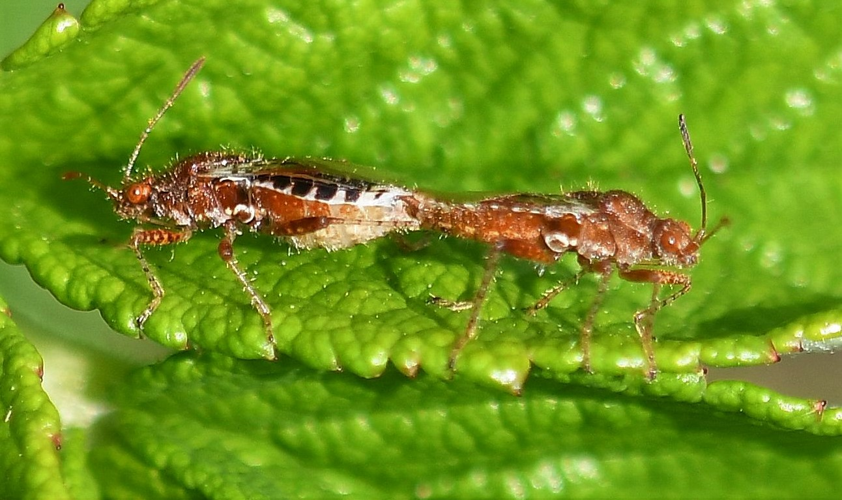 Rhopalus subrufus (Gmelin, 1790) &copy; Louis Westgeest
