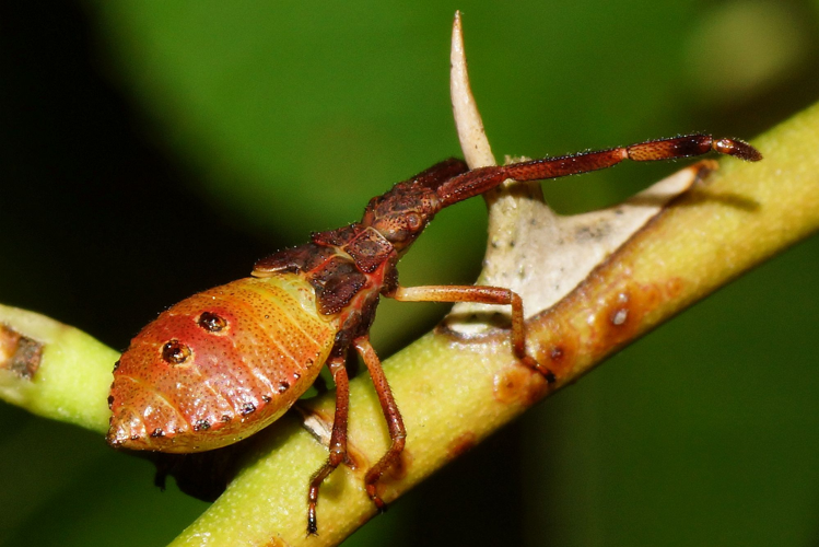 Gonocerus acuteangulatus (Goeze, 1778) &copy; Hans Jonkman