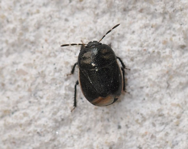 Legnotus limbosus (Geoffroy, 1785) &copy; Louis Westgeest