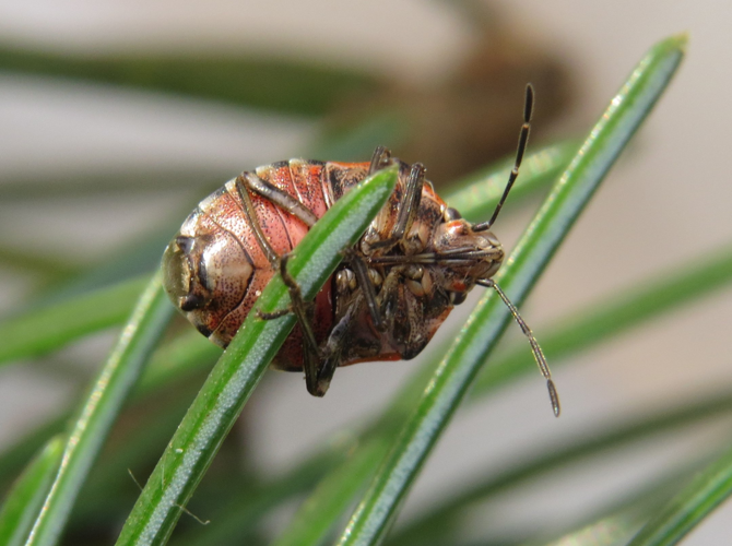 Holcogaster fibulata (Germar, 1831) &copy; Martien van den Heuvel