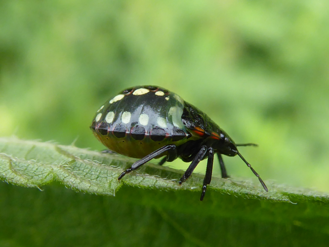 Nezara viridula (Linnaeus, 1758) &copy; Tjerk Nawijn