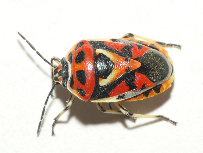 Eurydema ornata (Linnaeus, 1758) &copy; Dick Belgers