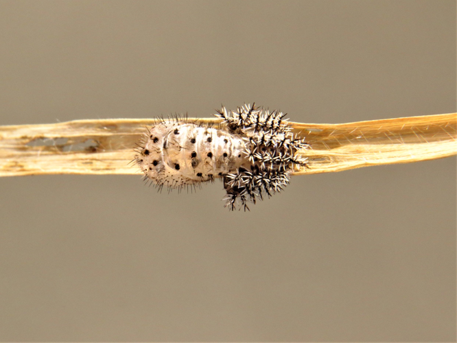 Henosepilachna argus (Geoffroy in Fourcroy, 1785) &copy; Martien van den Heuvel