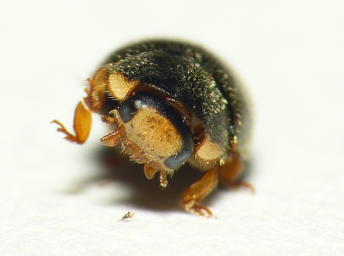 Platynaspis luteorubra (Goeze, 1777) &copy; Dick Belgers