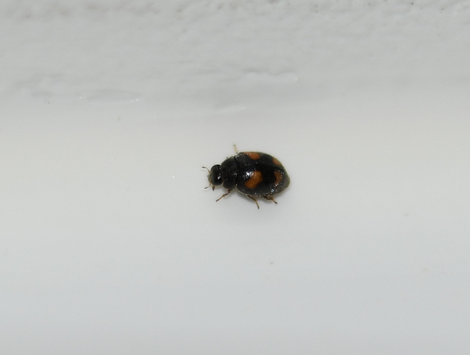 Nephus quadrimaculatus (Herbst, 1783) &copy; Louis Westgeest