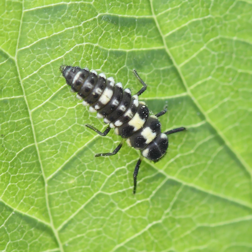 Propylea quatuordecimpunctata (Linnaeus, 1758) &copy; Marijke Kanters