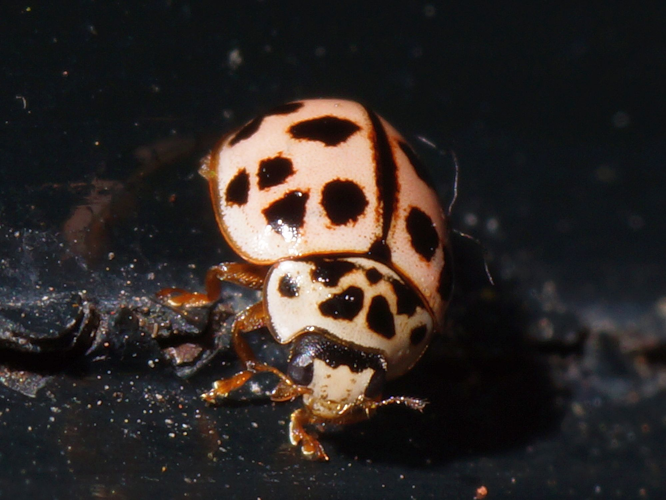 Oenopia conglobata (Linnaeus, 1758) &copy; Hans Jonkman