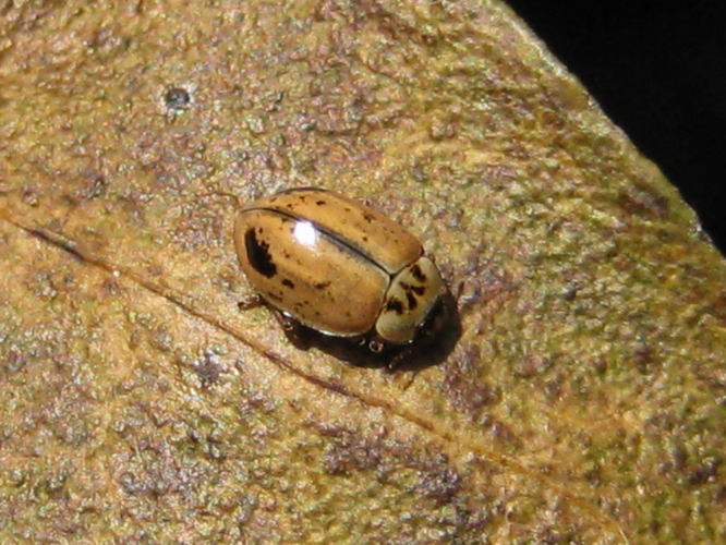 Aphidecta obliterata (Linnaeus, 1758) &copy; Martien van den Heuvel