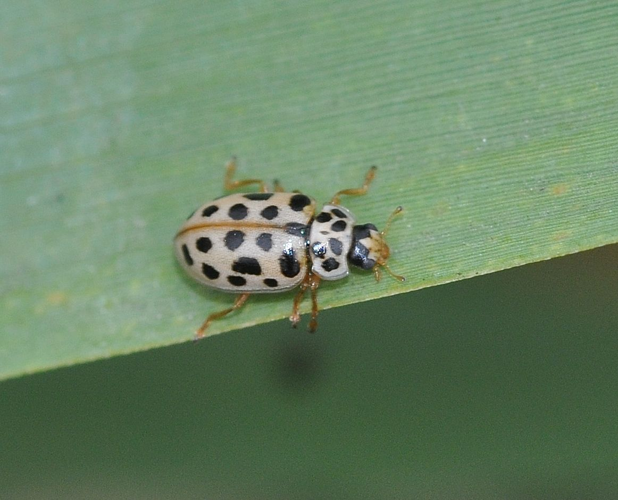 Anisosticta novemdecimpunctata (Linnaeus, 1758) &copy; Louis Westgeest
