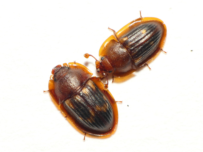 Amphotis marginata (Fabricius, 1781) &copy; Dick Belgers