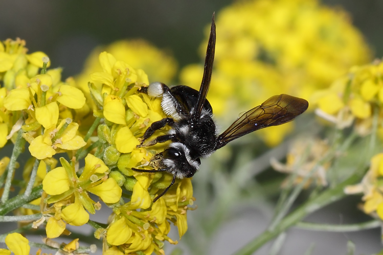 Andrena agilissima (Scopoli, 1770) &copy; Marijke Kanters