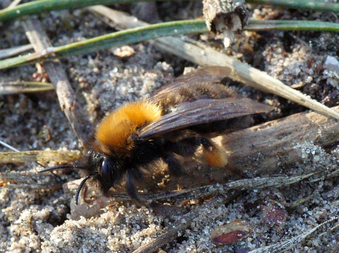 Andrena clarkella (Kirby, 1802) &copy; Hans Jonkman