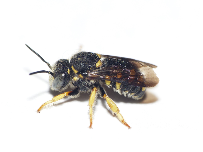 Anthidiellum strigatum (Panzer, 1802) &copy; Dick Belgers