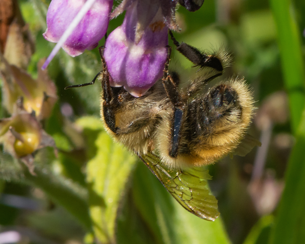 Bombus muscorum (Linnaeus, 1758) &copy; Wijnand van Buuren