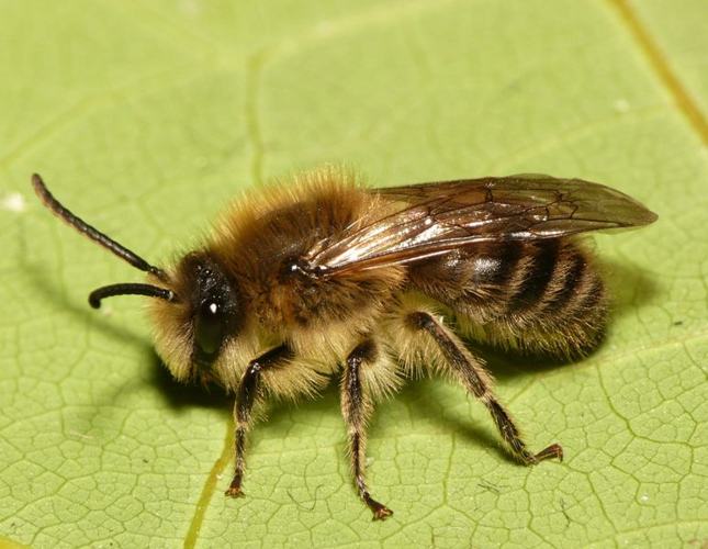 Colletes cunicularius (Linnaeus, 1761) &copy; Dick Belgers