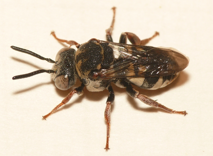 Epeolus variegatus (Linnaeus, 1758) &copy; Dick Belgers