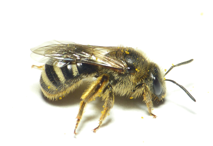 Lasioglossum leucozonium (Schrank, 1781) &copy; Dick Belgers