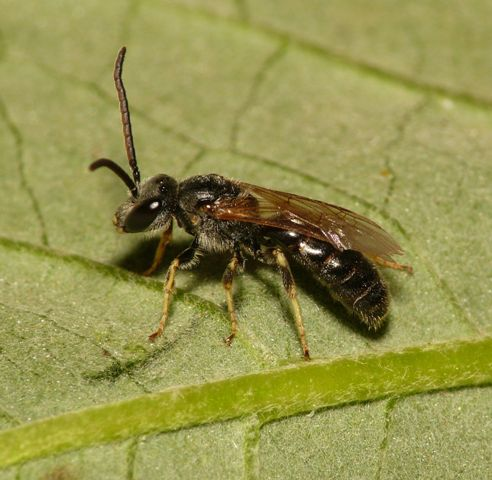 Lasioglossum malachurum (Kirby, 1802) &copy; Dick Belgers