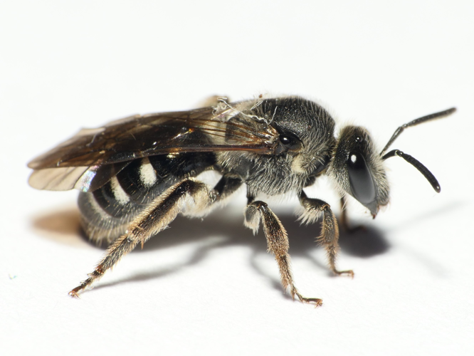 Lasioglossum sexnotatum (Kirby, 1802) &copy; Dick Belgers