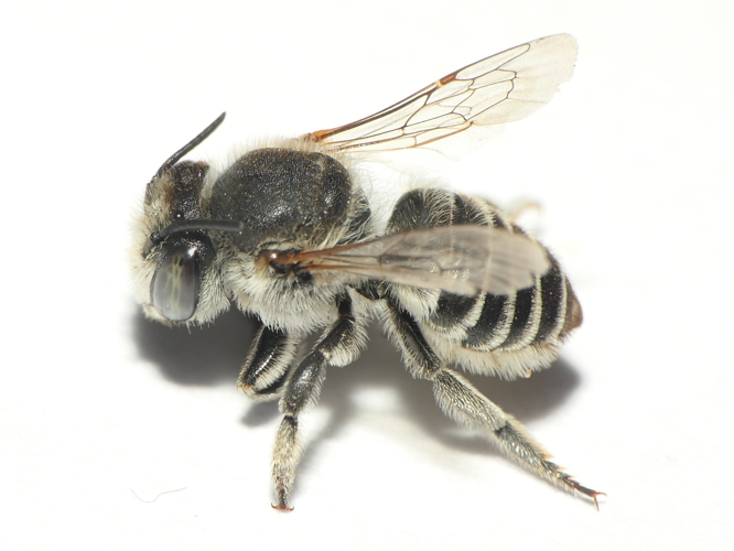 Megachile leachella Curtis, 1828 &copy; Dick Belgers