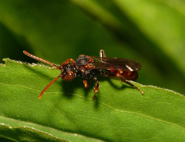 Nomada conjungens Herrich-Schäffer, 1839 &copy; Dick Belgers