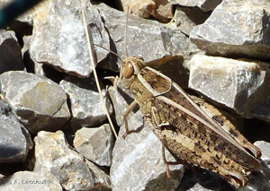  © A. Lacoeuilhe