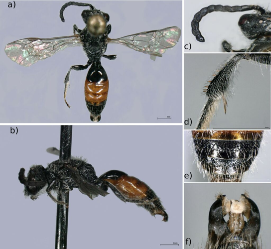 Sphecodes majalis Pérez, 1903 &copy; Herrera Mesías F, Weigand AM
