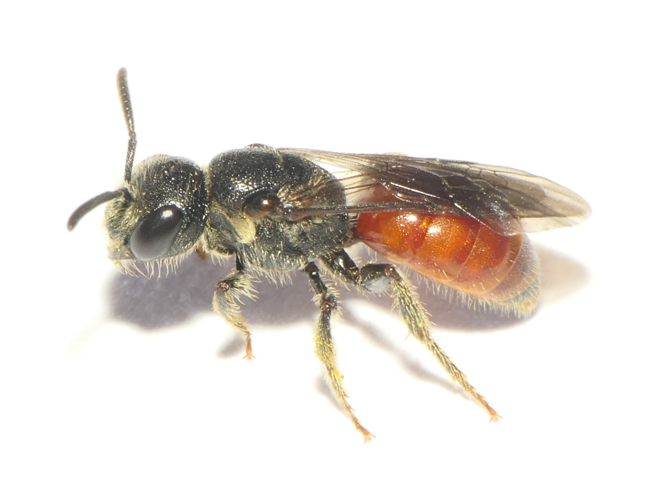 Sphecodes monilicornis (Kirby, 1802) &copy; Dick Belgers