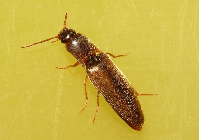 Agriotes acuminatus (Stephens, 1830) &copy; Dick Belgers