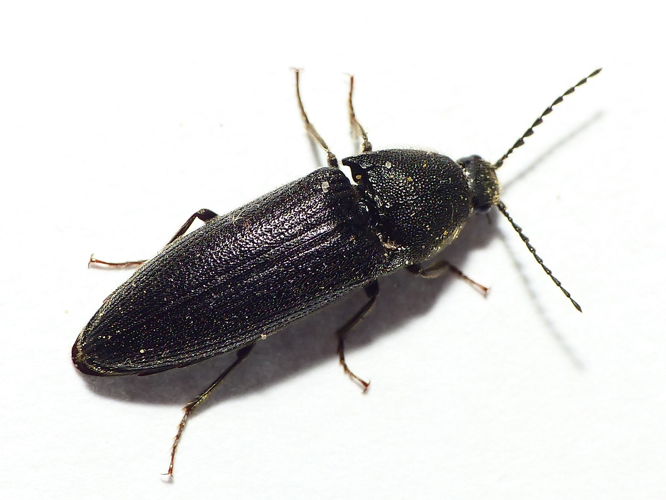 Melanotus punctolineatus (Pélerin, 1829) &copy; Dick Belgers