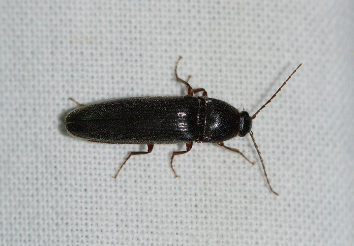 Melanotus villosus (Geoffroy in Fourcroy, 1785) &copy; Louis Westgeest