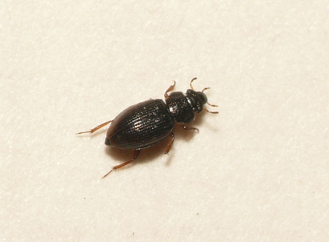 Ochthebius minimus (Fabricius, 1792) &copy; Dick Belgers