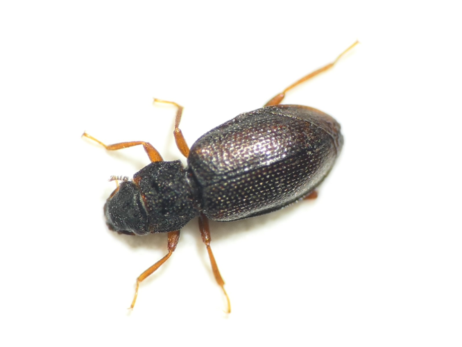 Hydraena riparia Kugelann, 1794 &copy; Dick Belgers