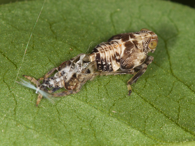 Issus coleoptratus (Fabricius, 1781) &copy; Jur Heijnen