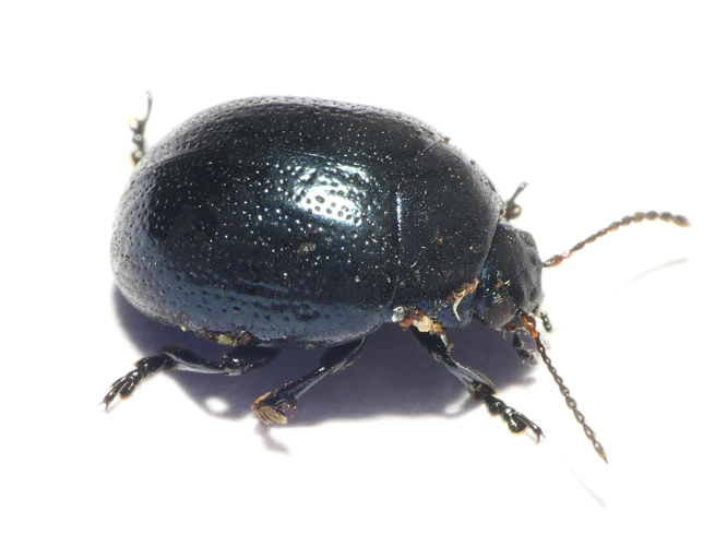Chrysolina haemoptera (Linnaeus, 1758) &copy; Dick Belgers