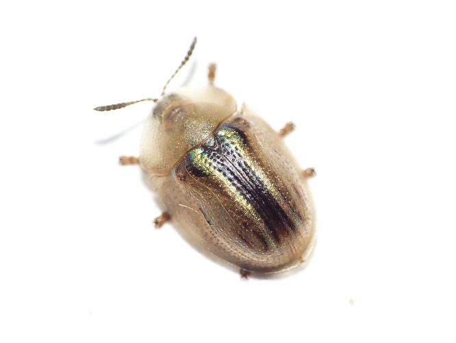 Cassida nobilis Linnaeus, 1758 &copy; Dick Belgers