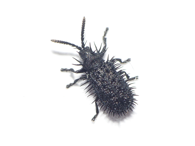 Hispa atra Linnaeus, 1767 &copy; Dick Belgers