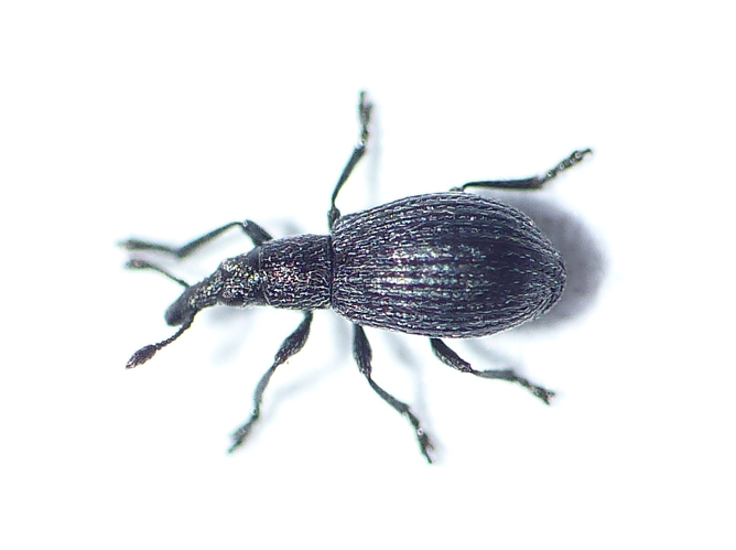 Perapion curtirostre (Germar, 1817) &copy; Dick Belgers