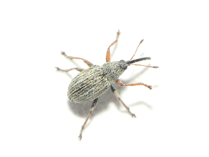Exapion ulicis (Forster, 1771) &copy; Dick Belgers