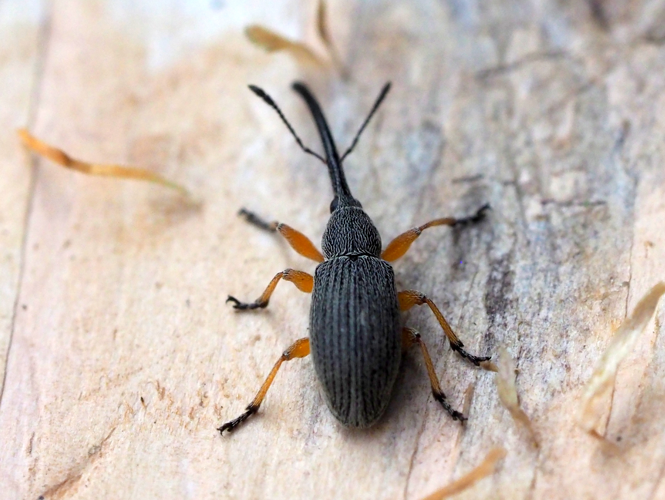 Rhopalapion longirostre (Olivier, 1807) &copy; Henk van Woerden