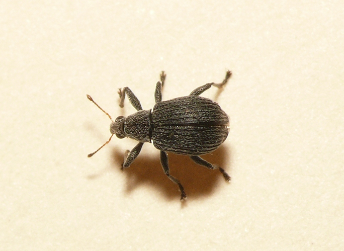 Oxystoma craccae (Linnaeus, 1767) &copy; Dick Belgers