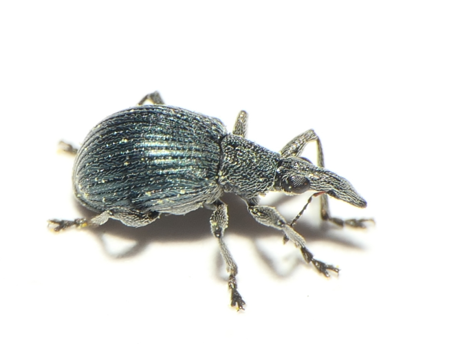 Oxystoma pomonae (Fabricius, 1798) &copy; Dick Belgers