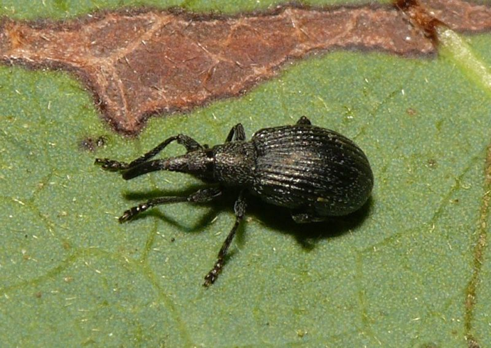 Ischnopterapion loti (Kirby, 1808) &copy; Dick Belgers