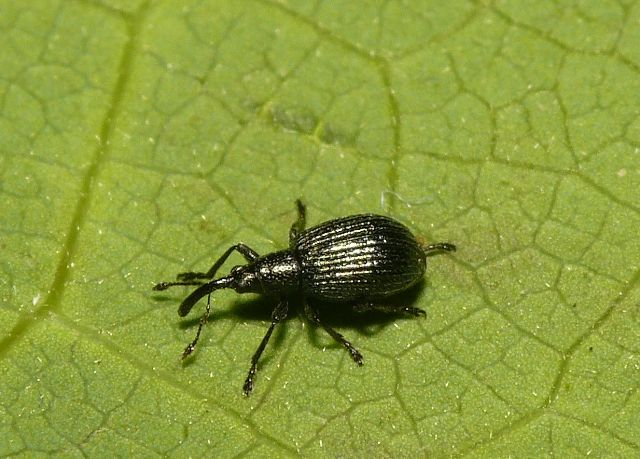 Ischnopterapion virens (Herbst, 1797) &copy; Dick Belgers