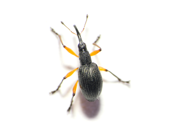 Protapion apricans (Herbst, 1797) &copy; Dick Belgers