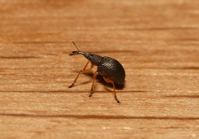 Protapion fulvipes (Geoffroy in Fourcroy, 1785) &copy; Dick Belgers