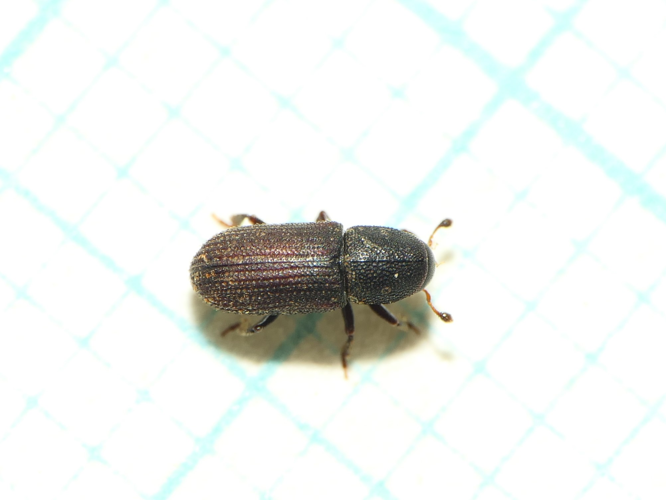 Hylastes attenuatus Erichson, 1836 &copy; Dick Belgers