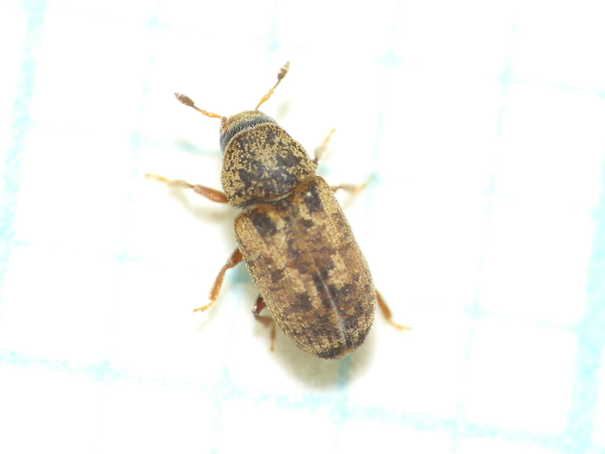 Pteleobius vittatus (Fabricius, 1792) &copy; Dick Belgers