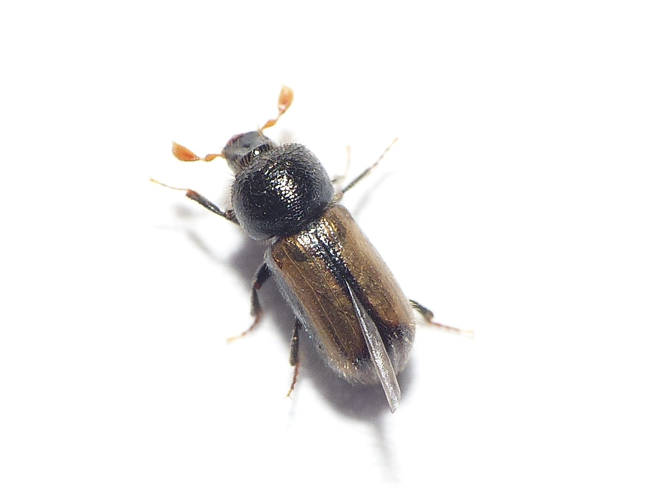 Trypodendron domesticum (Linnaeus, 1758) &copy; Dick Belgers